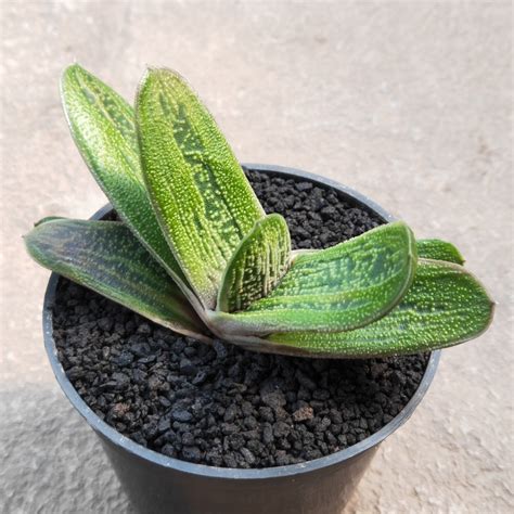 Gasteria Little Warty - Aroid Nursery