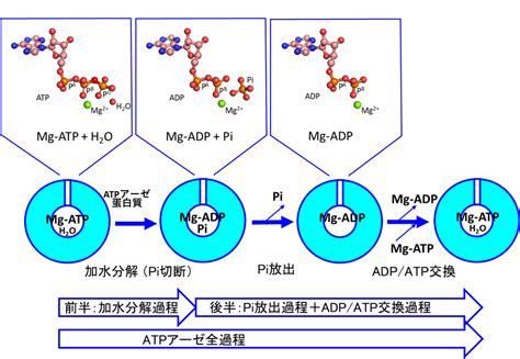 蛋白質アクチンの高分解能構造とATP加水分解反応メカニズムの解明地球上の生命の最も重要な化学反応の一つの理解の前進プレスリリース薬学部