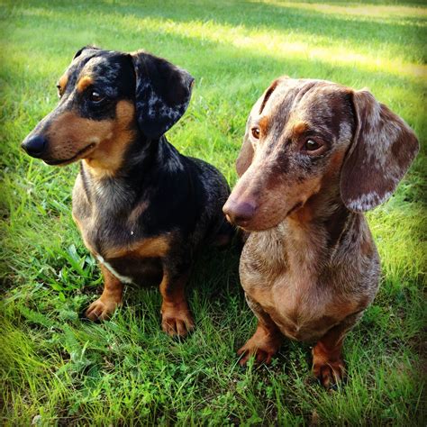 Full Grown Red Dapple Dachshund Full Grown Mini Dachshund Appearance