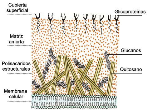 Parede Celular Dos Fungos BRAINCP