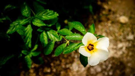 Beautiful Turnera Subulata Or White Buttercup Flower Plant Are Blooming