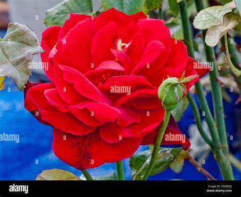 Rose tree 'Nina Weibull' in bloom in a garden Stock Photo - Alamy