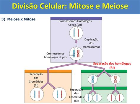 Biologia Ciências Divisão celular Mitose e Meiose ppt