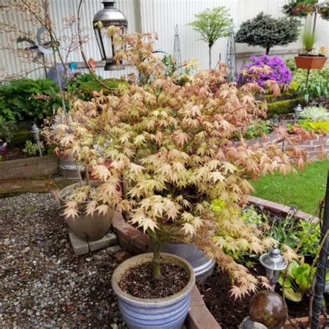 Acer Palmatum Peaches And Cream Japanese Maple Peaches And Cream