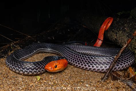 Red Headed Krait In December 2023 By Artur Tomaszek INaturalist