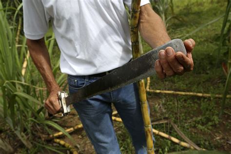 El Machete Cortando A Trav S Del Tiempo El Colectivo