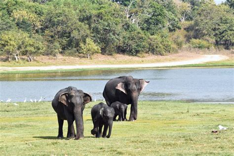 How To See Elephants At Minneriya National Park, Sri Lanka | The Partying Traveler