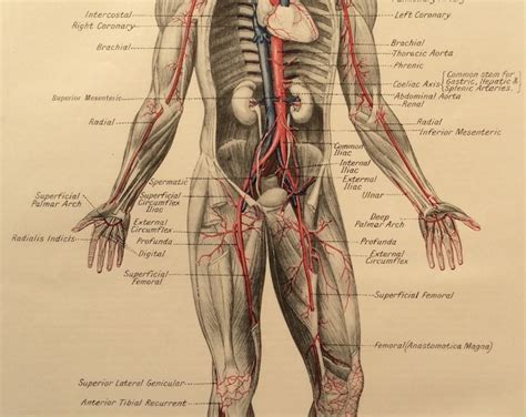 Vintage Human Anatomy 1950s Bookplate Print Medical Diagram Skeleton