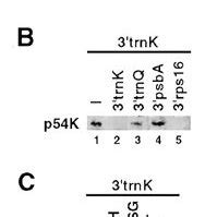 RNA Binding And Processing Activities Of P54 Are Similarly Regulated