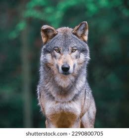 Grey Wolf Canis Lupus Known Timber Stock Photo Shutterstock