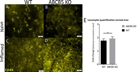 Representative images of CD45+ cells in naïve and inflamed corneal ...