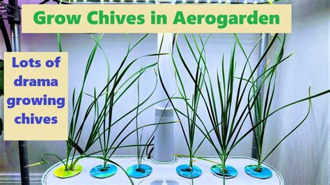 Grow Chives In Aerogarden Lots Of Drama Growing Chives Youtube