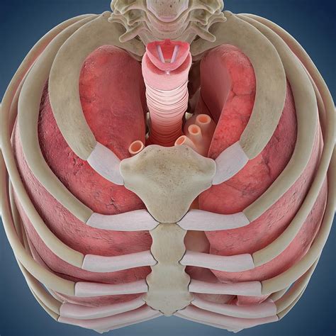 Chest Anatomy Photograph By Springer Medizinscience Photo Library Pixels