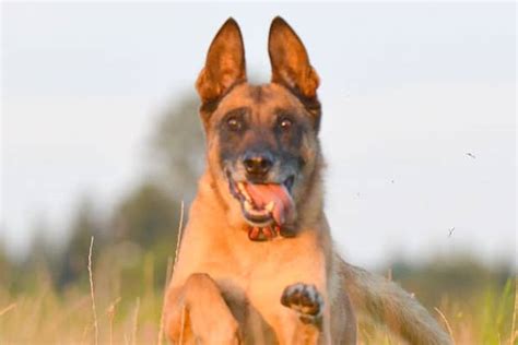 C Mo Calmar A Un Pastor Belga Malinois Consejos Y Trucos Que Los