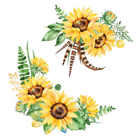 Best Sunflower Bouquet Illustrations Royalty Free Vector Graphics