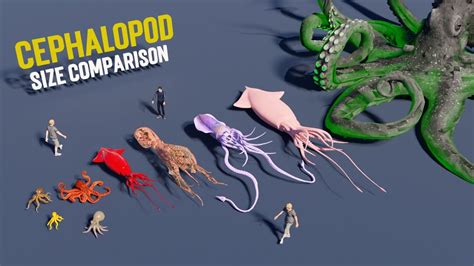 Monster Cephalopod Size Comparison Octopus 3D Size Comparison ...