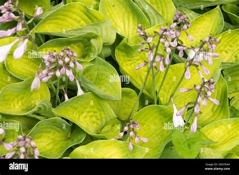 Hosta Garden Flowers Hosta Gold Edger Stock Photo Alamy