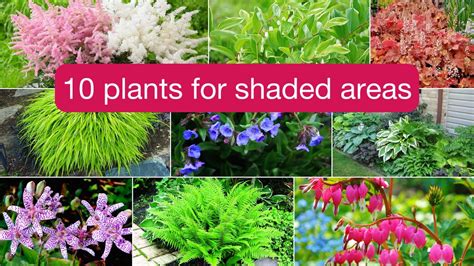 Top Shade Loving Plants For Your Shady Garden Youtube