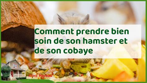 Comment Prendre Bien Soin De Son Hamster Et De Son Cobayer Tout