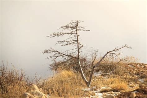 Naked Sad Tree 库存照片 图片 包括有 想象力 严重 黎巴嫩 室外 秋天 泄密者 263330178