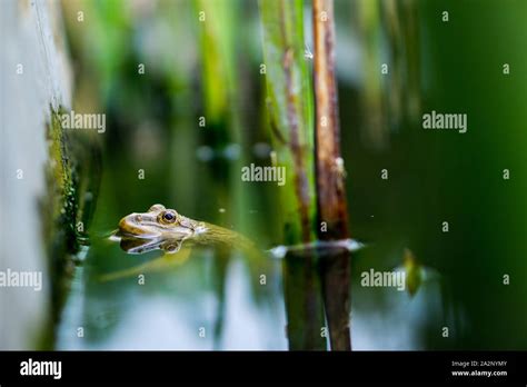 Yellow frog is floating in water, beautiful amphibian Stock Photo - Alamy