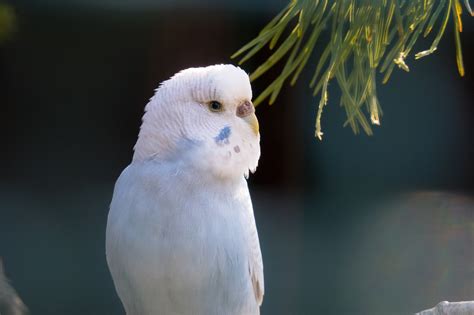 100 000 Free Budgie Bird Budgie Images Pixabay