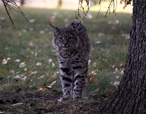 Living with Wildlife - Nature Alberta