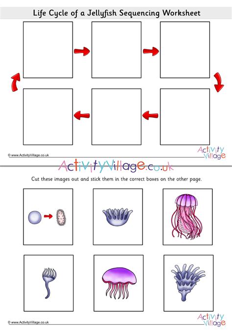 Life Cycle of a Jellyfish Sequencing Worksheet