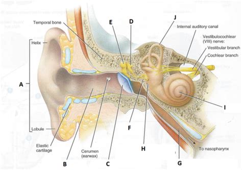 Ear Anatomy Pictures Flashcards Quizlet