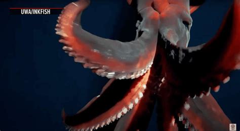 Super Rare Deep-Sea Hooked Squid Finally Caught On Camera