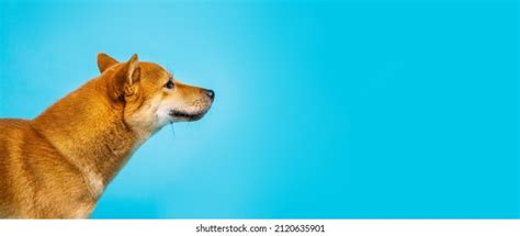 Dog Shiba Inu Looking Side Profile Stock Photo 2120635901 Shutterstock