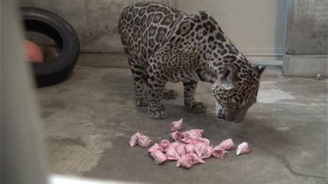 Jaguar Eating Meat In Zoo Jaguar Feeding Youtube