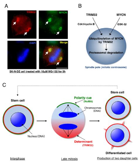 A Mechanism Of Asymmetric Cell Division In Human Neuroblastoma Cells