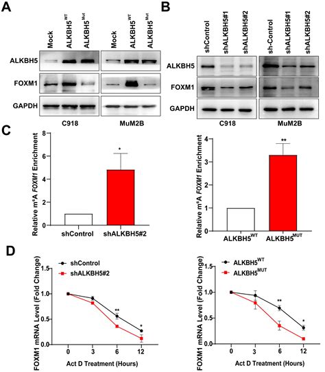 ALKBH5 Mediated M6A Demethylation Of FOXM1 MRNA Promotes Progression Of