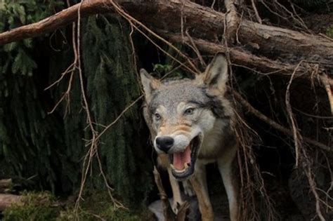 Suisse Un nouveau loup recensé au Tessin 24 heures