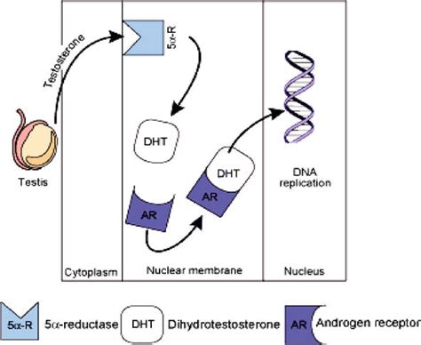 Attacking DHT: A Guide To Inhibiting 5-Alpha Reductase For,, 42% OFF