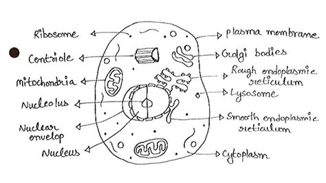 Centrioles Drawing