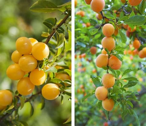 Pflaumenbaum richtige Sorte für den eigenen Garten GartenFlora