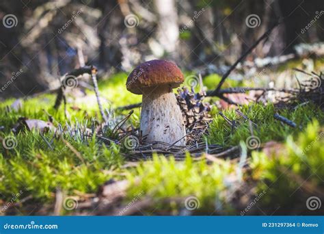 Cogumelo Porcini Em Musgo Foto De Stock Imagem De Comida 231297364