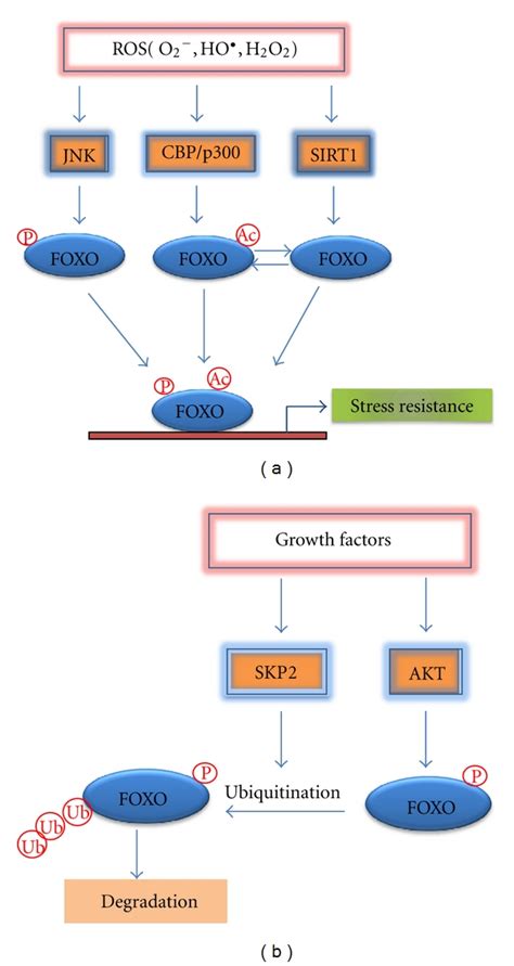 A Model Of Foxo Regulation During Ros Induced Oxidative Stress In