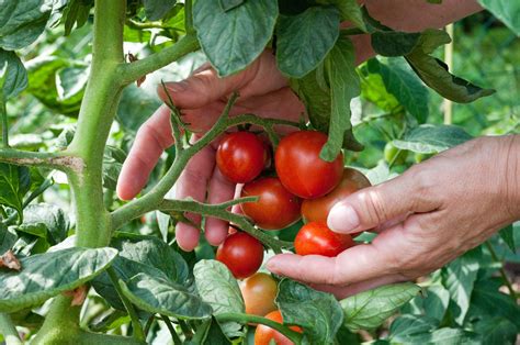 Cuánta Agua Necesitan Las Plantas De Tomate Para Crecer Sanas