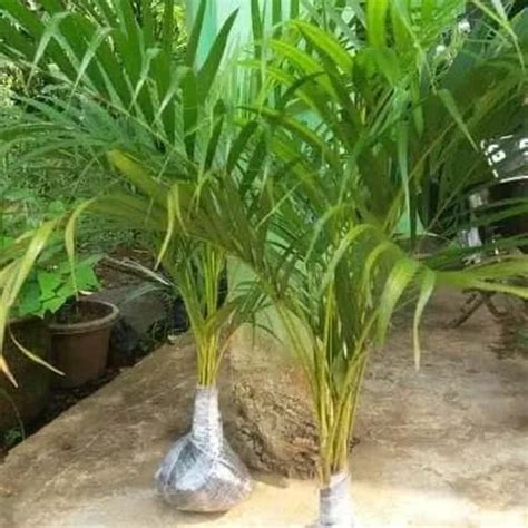 Jual NEW Tanaman Hias Indoor Pohon Palem Kuning Palm Kuning