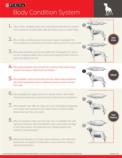 Is My Dog Overweight? Your 7 Most Weighty Questions Answered - Dr ...