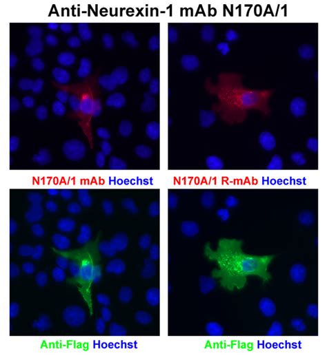 Addgene Antibody Anti Neurexin 1 Beta N170A 1 1R