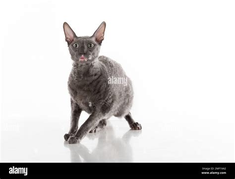 Black Cornish Rex Cat Studio Shoot Isolated On White Background Stock