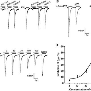 Inhibition P X Receptormediated Atp Currents By Cpa In Drg Neurons A