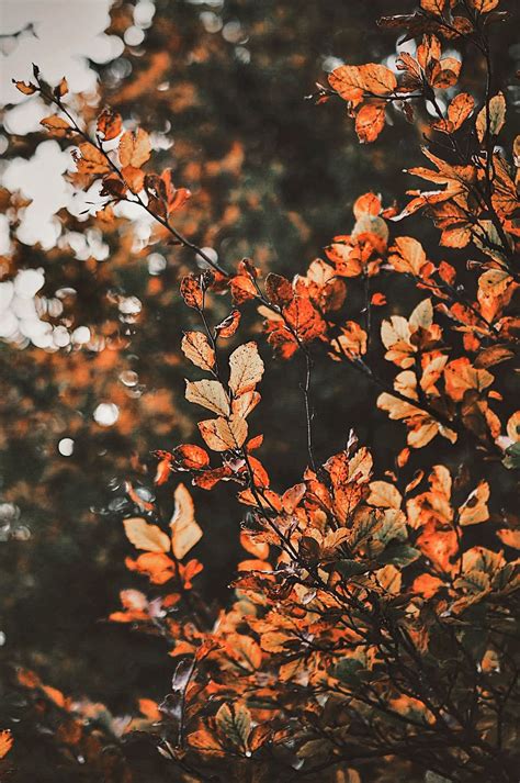 Autumn Leaves Wallpapers Cute Autumn Leaves Wallpaper - vrogue.co