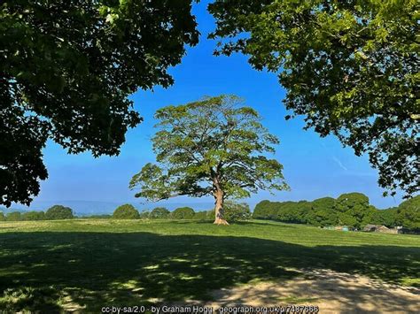 Solitary Sycamore Tree In Graves Park Graham Hogg Cc By Sa