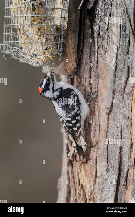 Male Downy Woodpecker Stock Photo Alamy