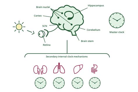 5 Tips On How To Improve Your Circadian Rhythm Evergreen Life